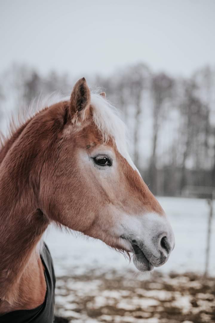 Haflinger Stute