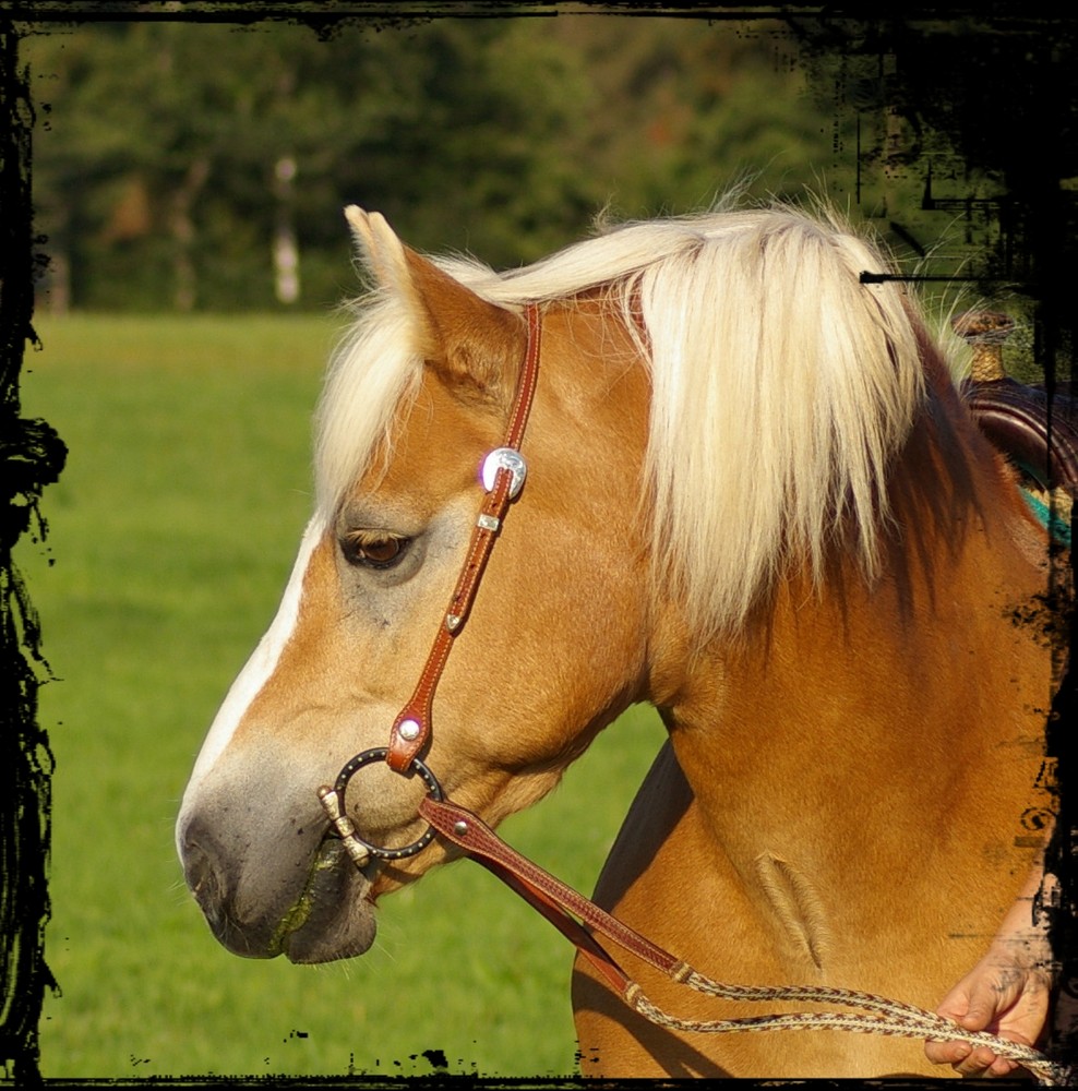 Haflinger-Stute Big Mona