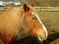 Haflinger Stute Bony