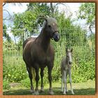 Haflinger Stute Heidi und ihr Fohlen Seppel