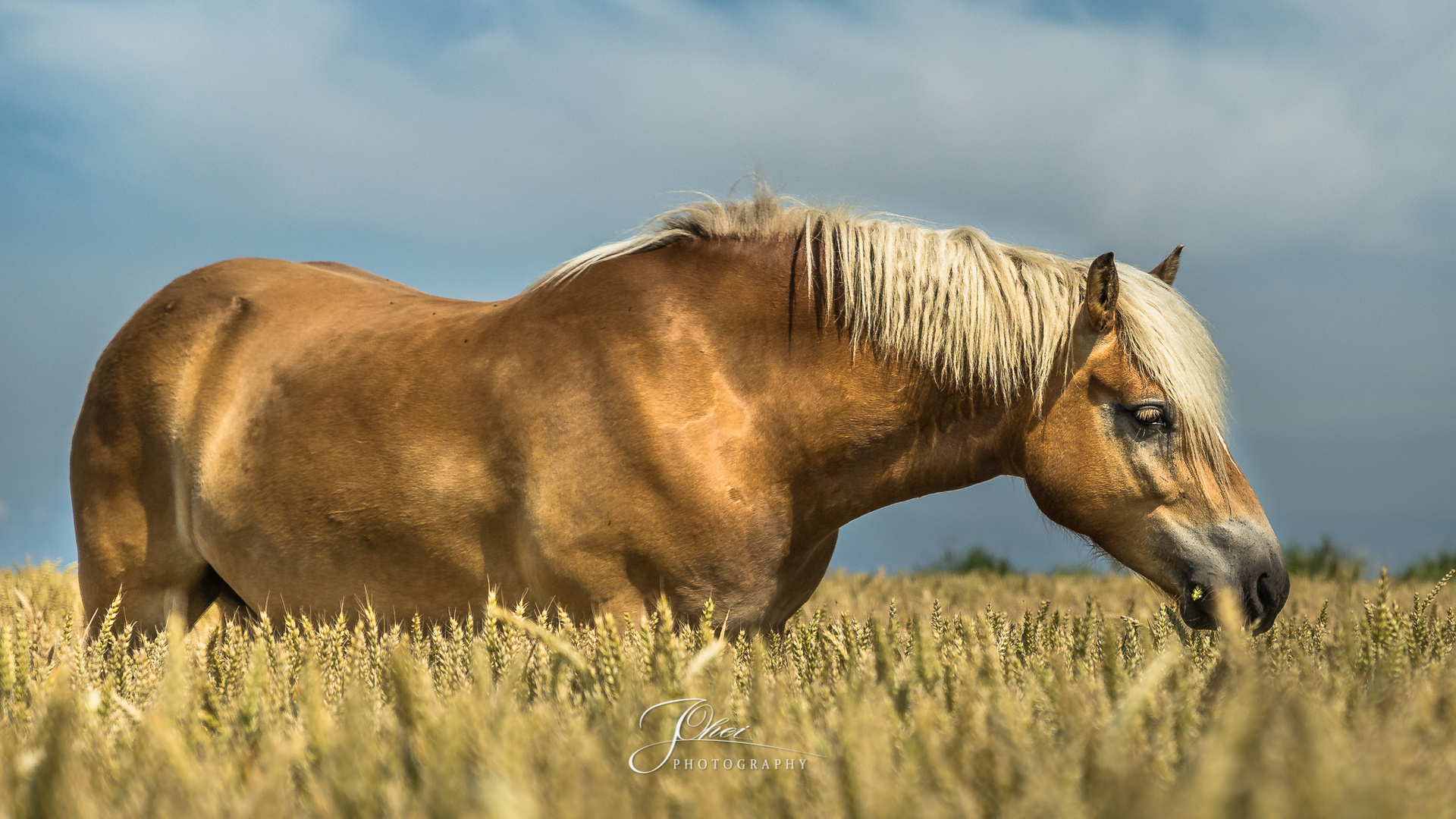 Haflinger Stute im Roggenfeld .. Guten Appetit