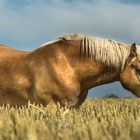 Haflinger Stute im Roggenfeld .. Guten Appetit