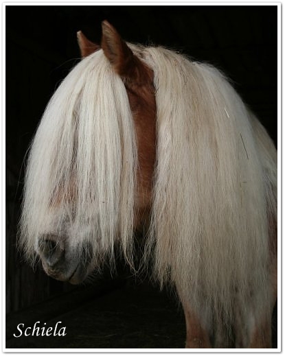 Haflinger Stute Schiela