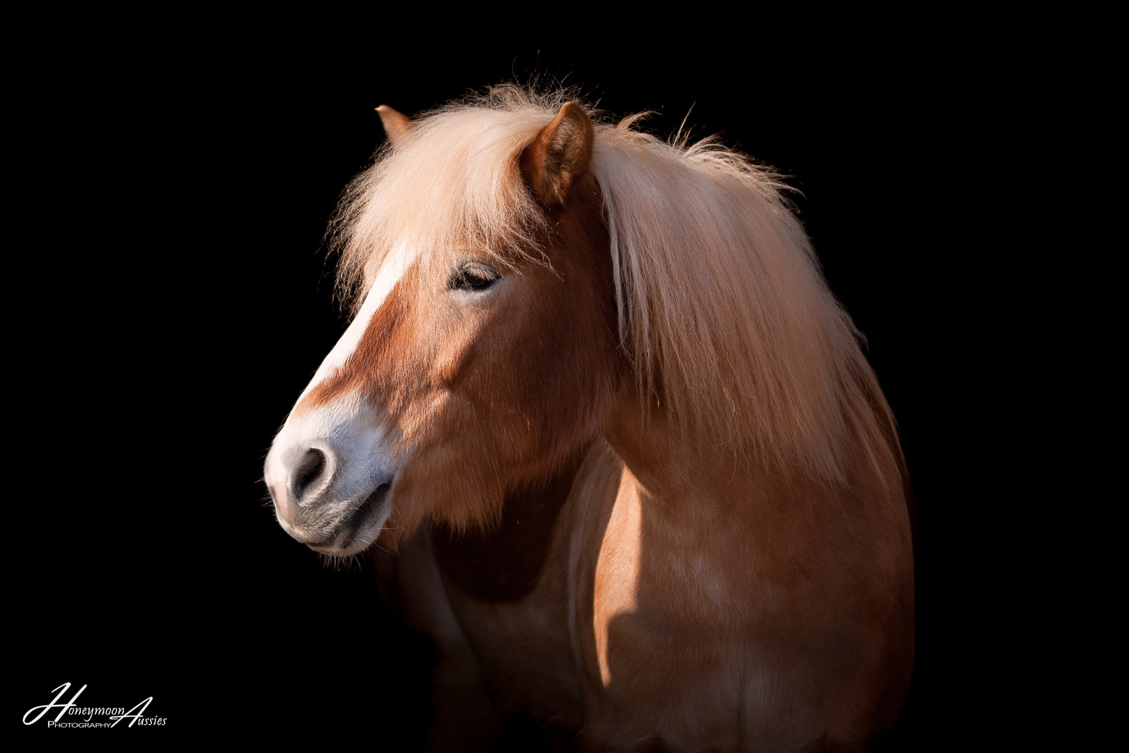 Haflinger Stute Starlet