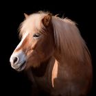 Haflinger Stute Starlet