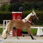 Haflinger  Stuten  ! Elieteschau  