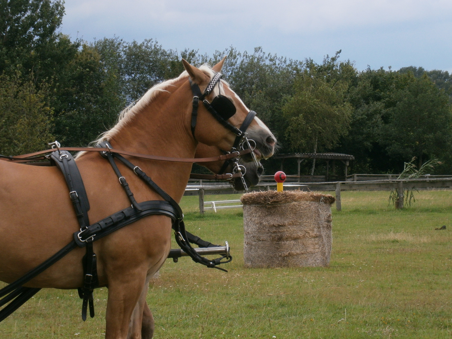 Haflinger Turnier / Fahren