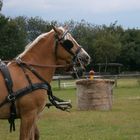 Haflinger Turnier / Fahren