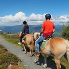 Haflinger unterwegs auf der Gerlitzen.