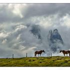 Haflinger vor dem Schlern