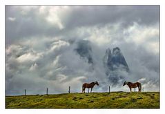 Haflinger vor dem Schlern