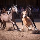 Haflinger voran...