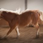 Haflinger vs Verschlusszeit