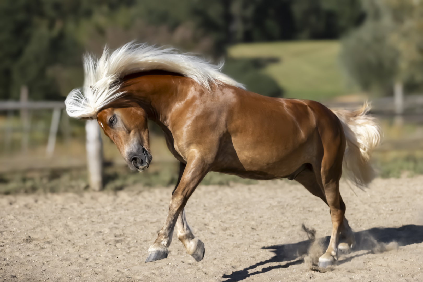 Haflinger Wallach 