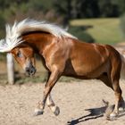 Haflinger Wallach 