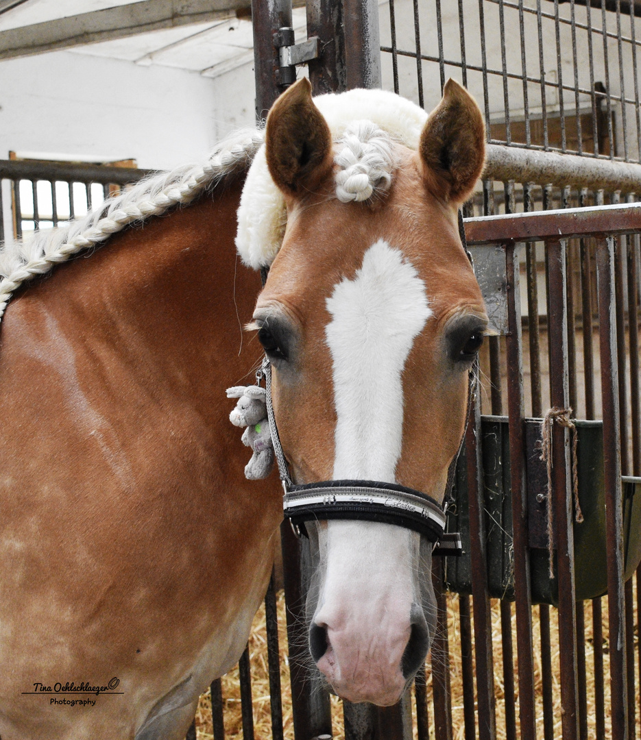 Haflinger wartet auf den Start ins Training