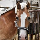 Haflinger wartet auf den Start ins Training