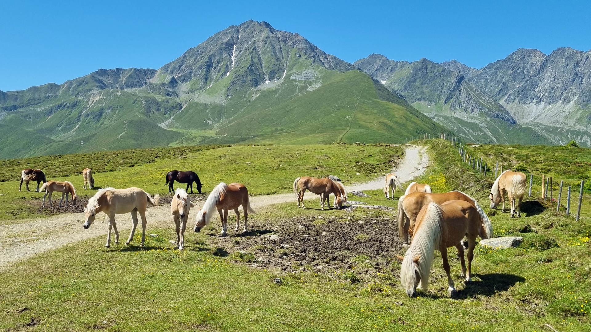 Haflinger Weide