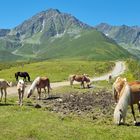 Haflinger Weide