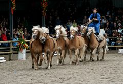 Haflinger Weltausstellung Ebbs / 2