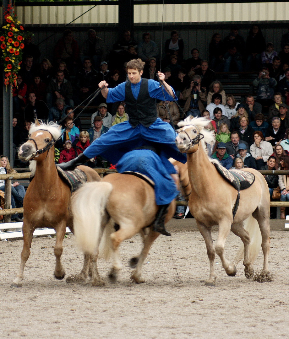 Haflinger Weltausstellung Ebbs