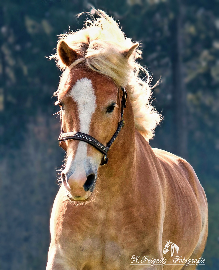 Haflinger Westwind in Action