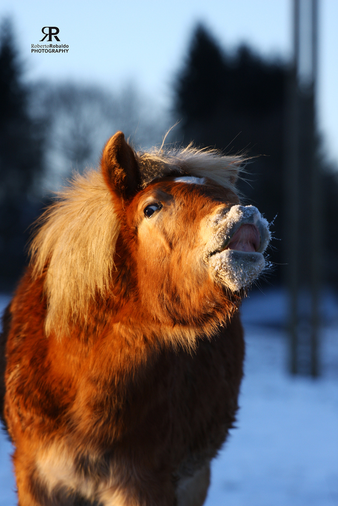 Haflinger Zucht Fries