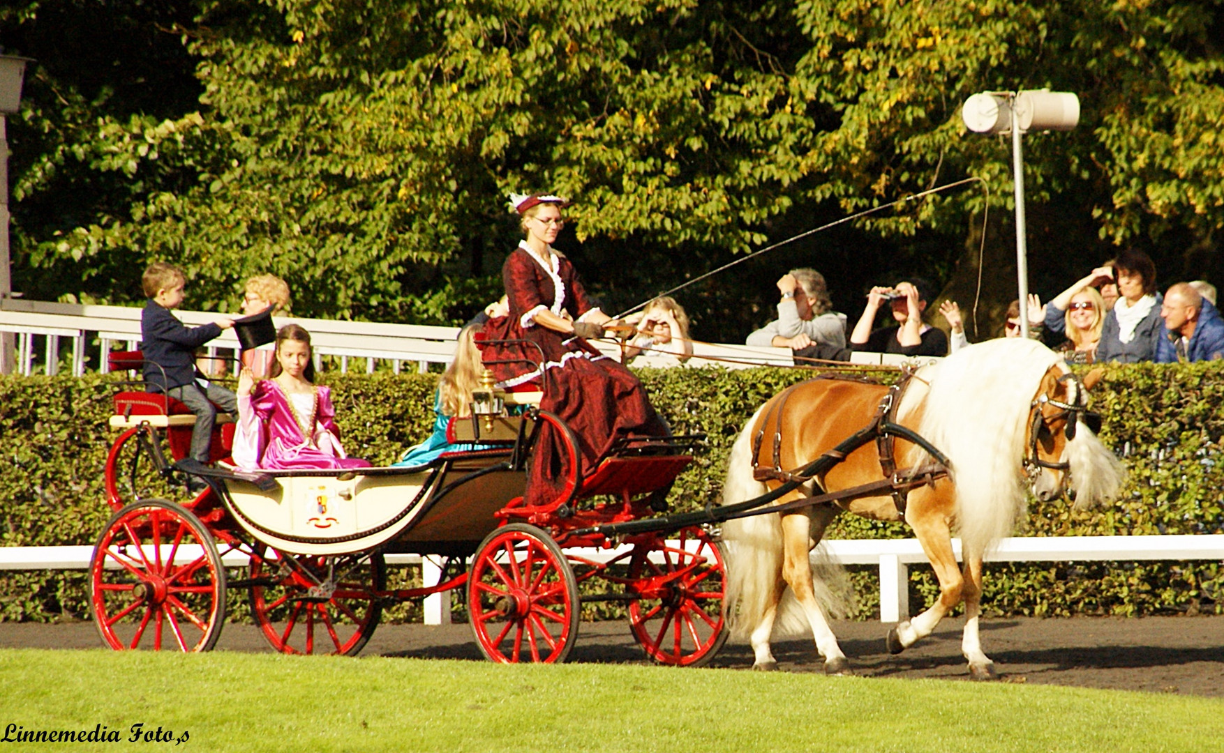 Haflinger zum Mittwoch 