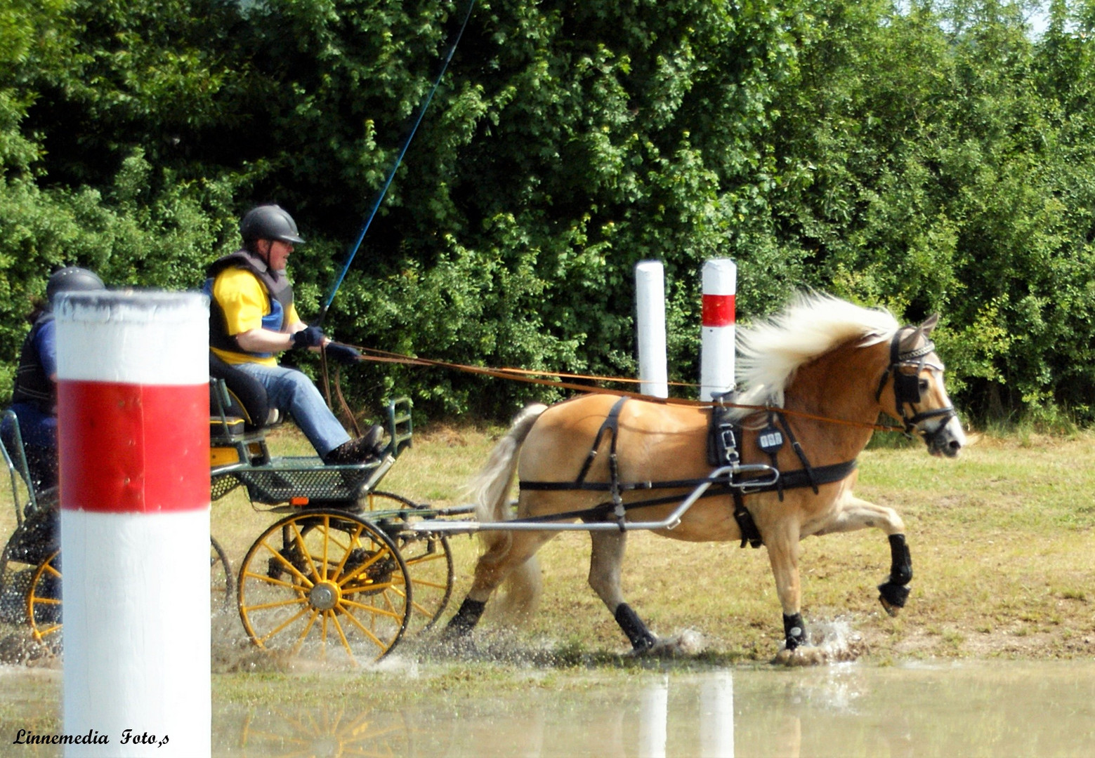 Haflinger zum Mittwoch