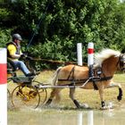 Haflinger zum Mittwoch