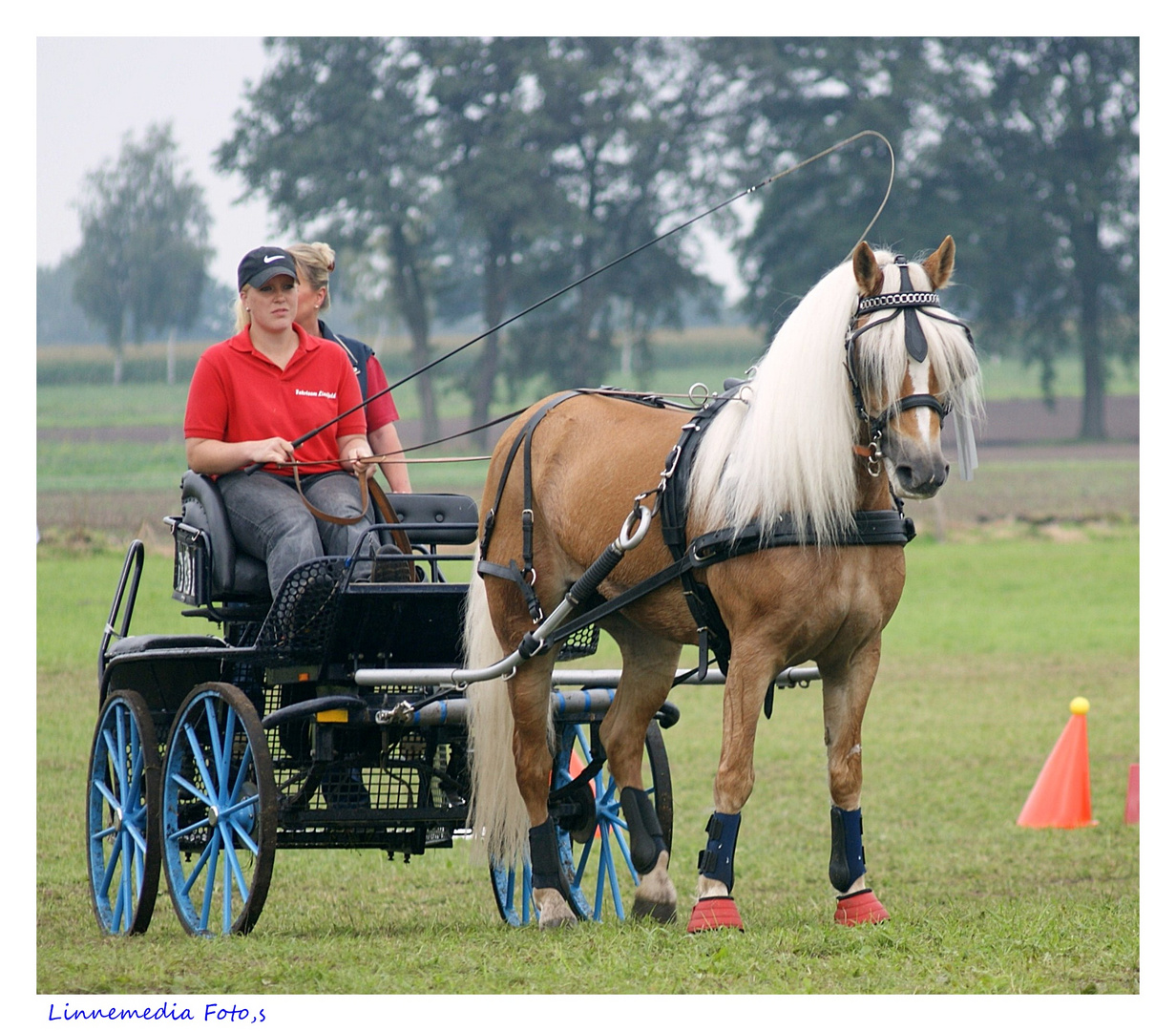 Haflinger  zum Mittwoch