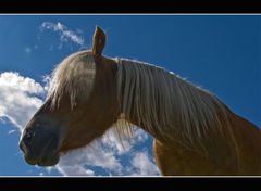 Haflinger_1