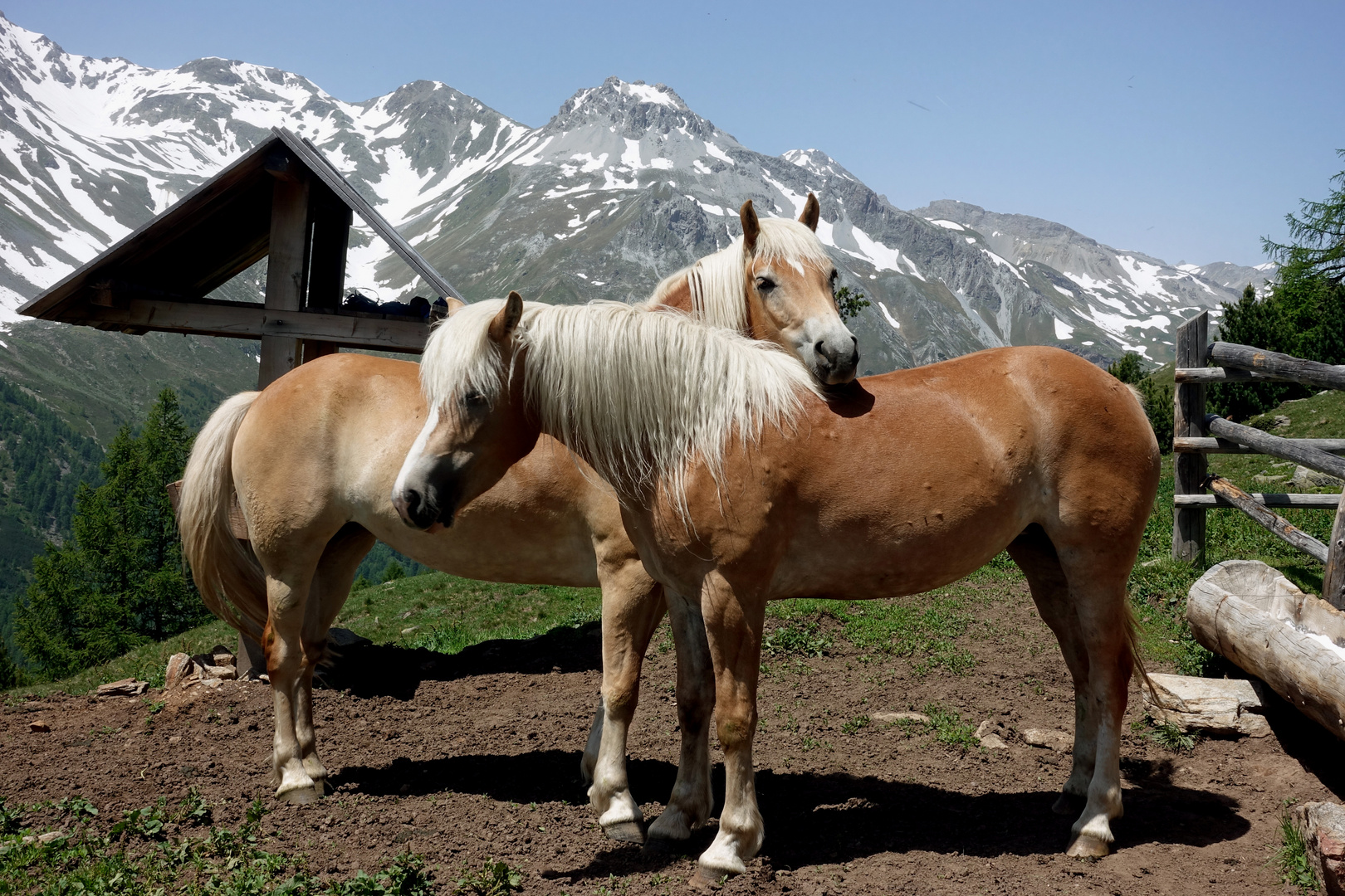 Haflinger_26.06.2019