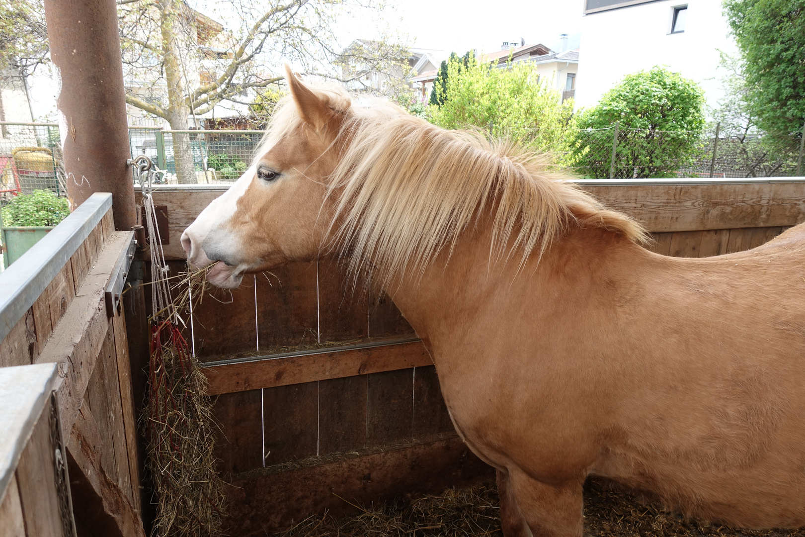 Haflinger_28.04.2018