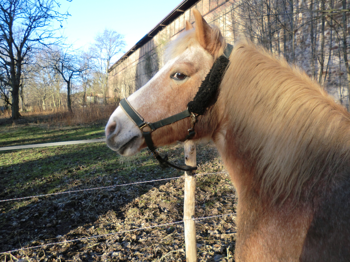 Haflingerarabermix Meine süße Haney! 