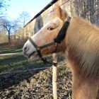 Haflingerarabermix Meine süße Haney! <3