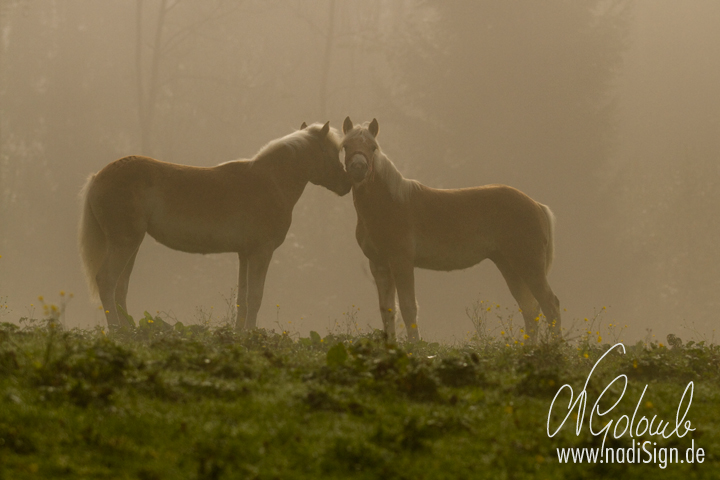 Haflingerfohlen im Nebel