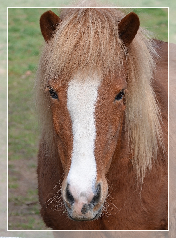 Haflingerhengst