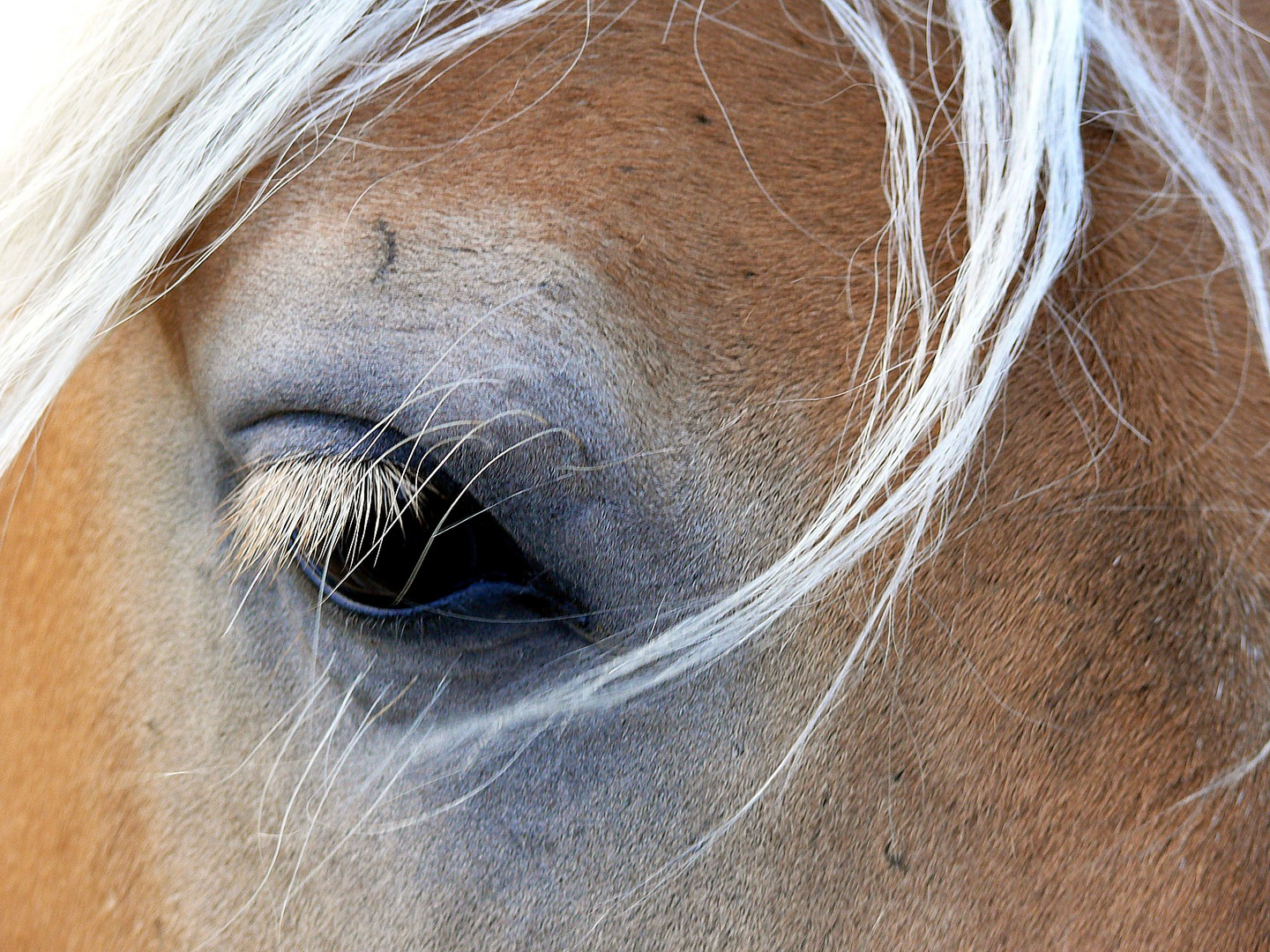 Haflinger(in)