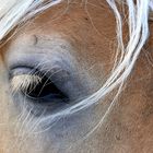 Haflinger(in)