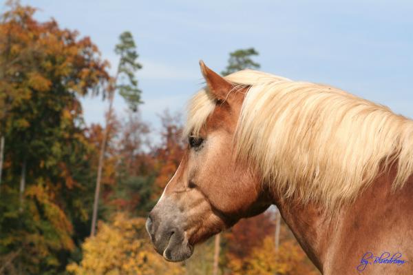 Haflingerkopf vor einem Herbstwald