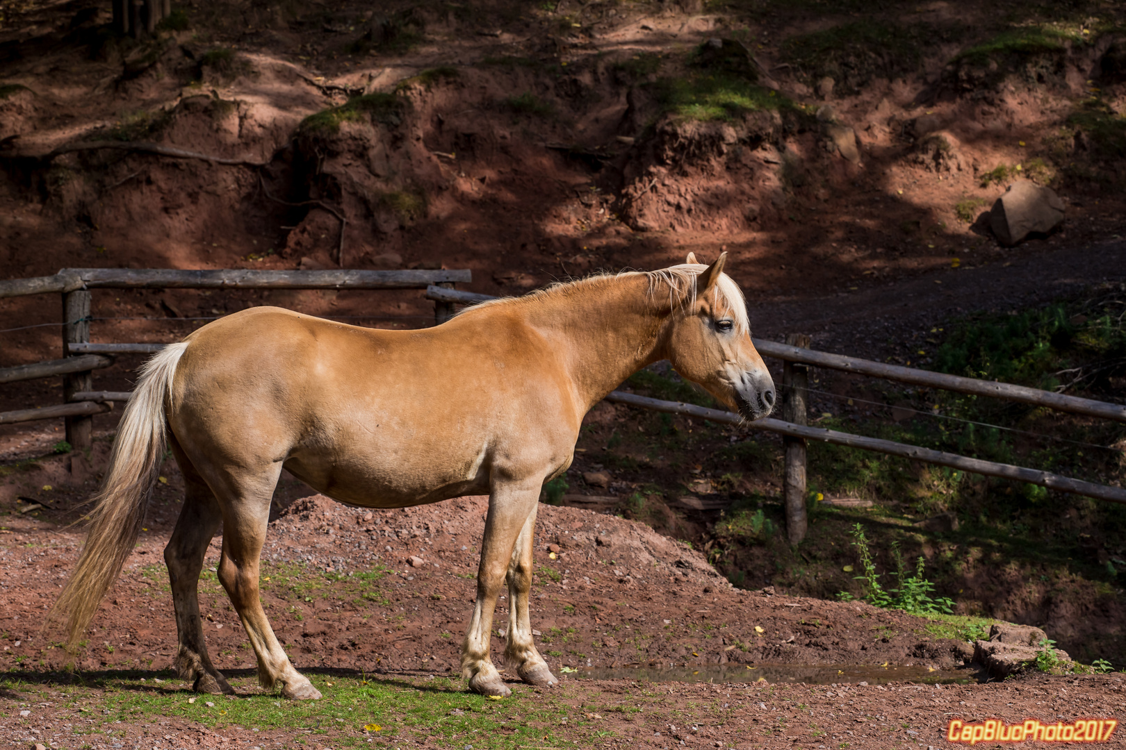 Haflingerpferd in der Koppel Wildpark Silz