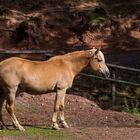 Haflingerpferd in der Koppel Wildpark Silz