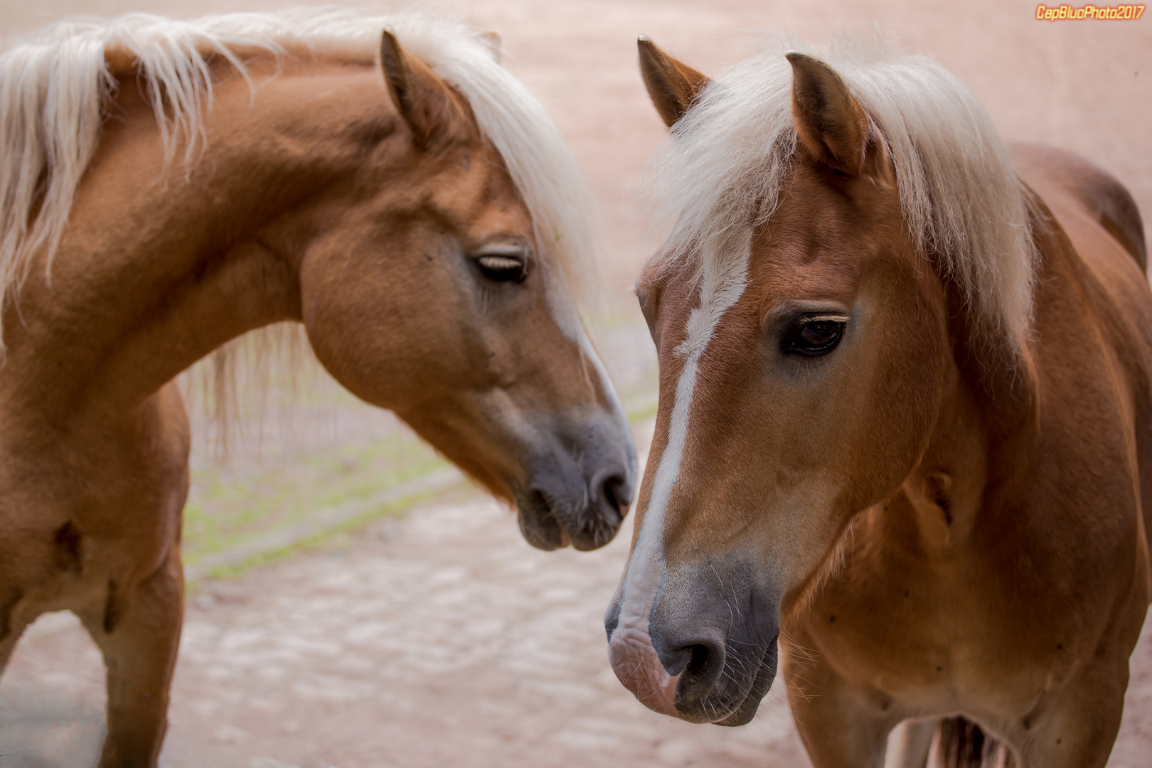 Haflingerpferde im Wildpark Silz