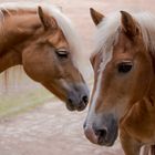 Haflingerpferde im Wildpark Silz