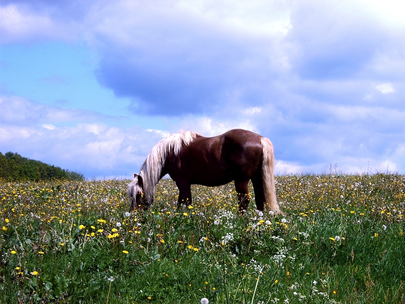 Haflingers Blumenwiese