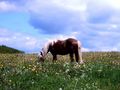 Haflingers Blumenwiese von Jü Bader 