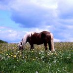 Haflingers Blumenwiese