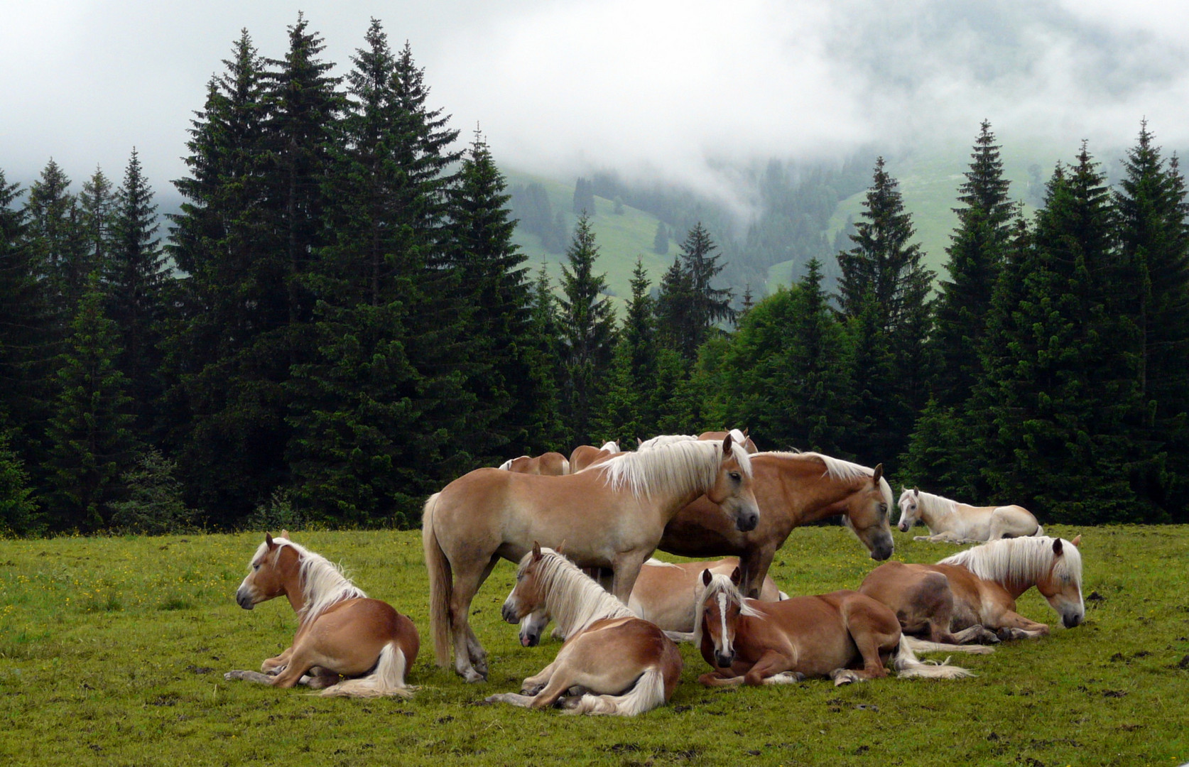 Haflingers Weideruhe