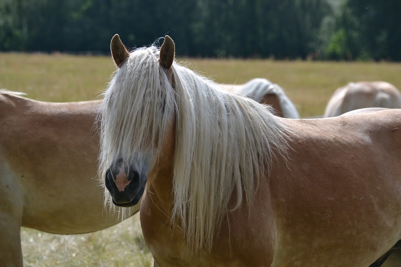 Haflinger...superschön